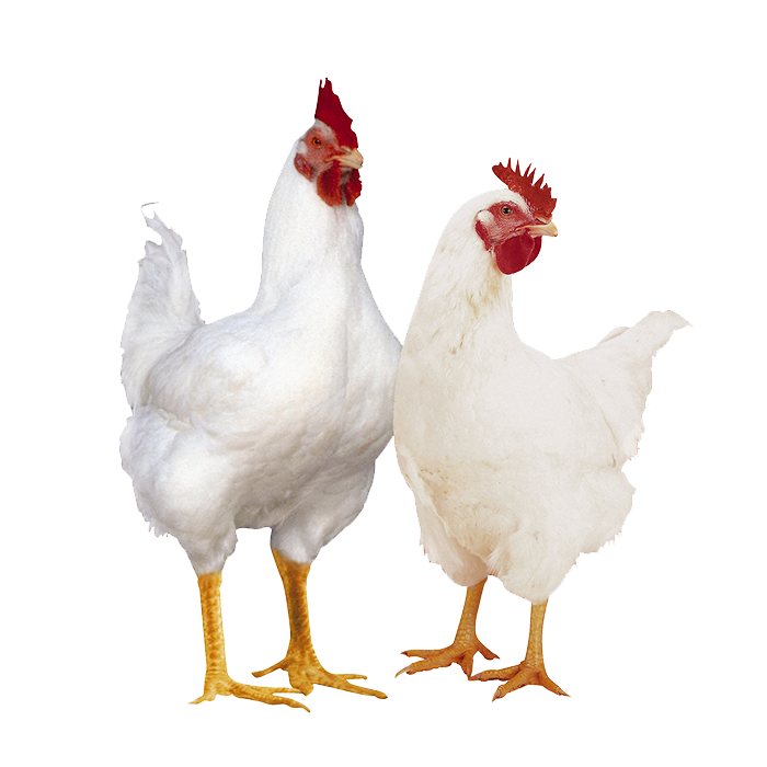 Poultry